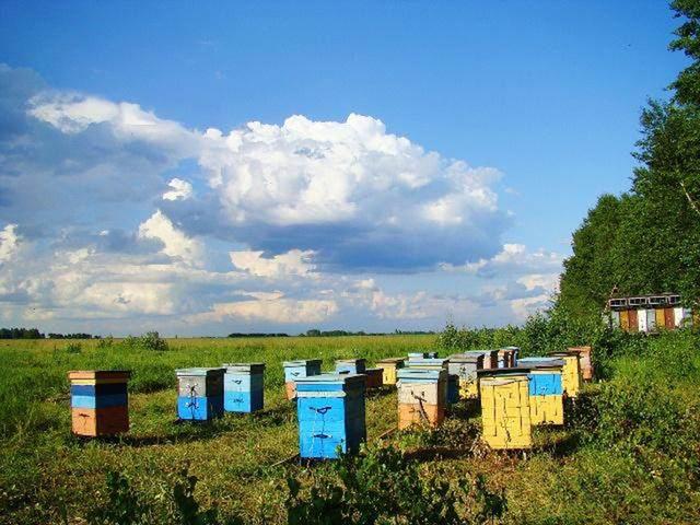 蜜蜂养殖技术｜分蜂热的讨论（上）