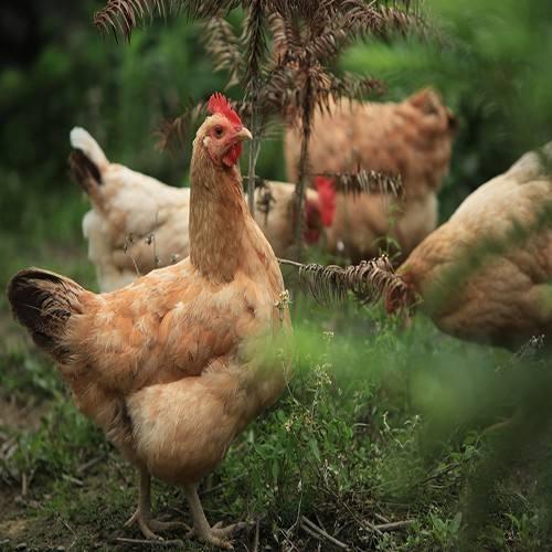 散养3000只土鸡的利润分析，这是土鸡养殖最重要的一环