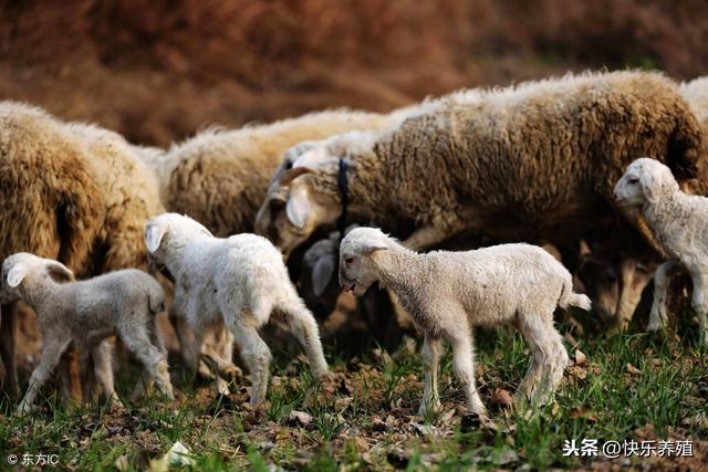 多羔母羊的饲养管理，养好了才能有钱赚！