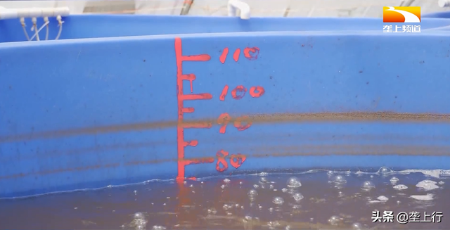 从海里到养殖池，海虾淡水怎么养？虾苗如何才能克服“水土不服”