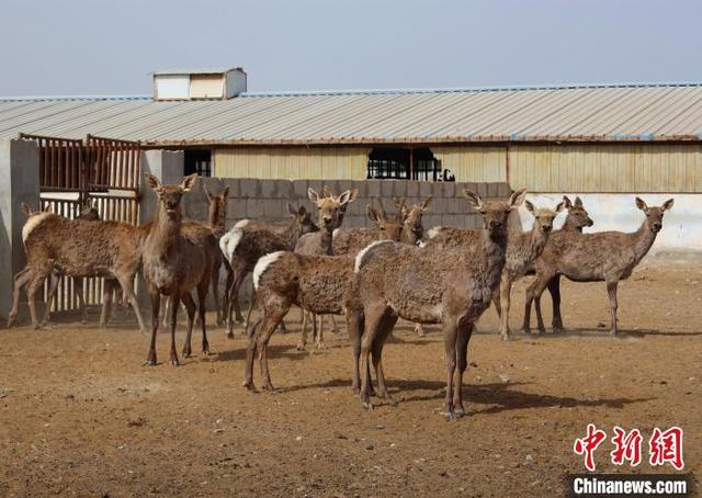 探访新疆兵团马鹿养殖场：货车司机成养鹿“专家”