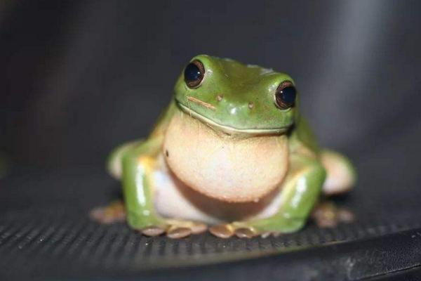 新人想入宠物蛙的坑？那就从这6种蛙开始养起吧，饲养超容易！