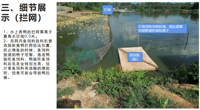 立体生态化养殖，鱼塘养鸭配套种植业的理想框架布局规划案
