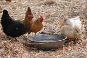 养殖柴鸡苗(散养土鸡用这3个“土方法”，鸡长得快羽毛漂亮，产蛋还多)