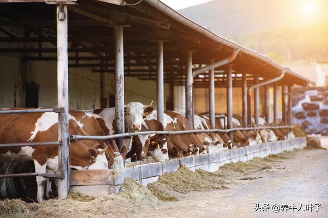养牛是别人一成的成本，20倍的利润，一头牛净赚6万，怎么做呢？