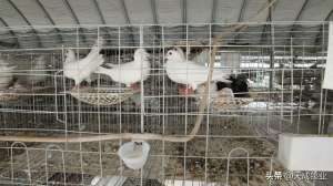 肉鸽养殖每只成本(现在养1千只肉鸽年收入有多少？)