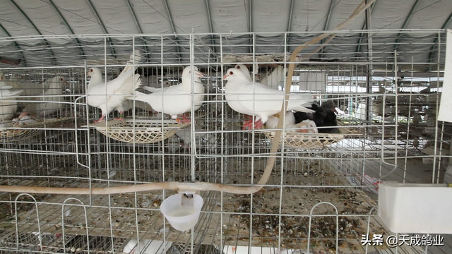 现在养1千只肉鸽年收入有多少？