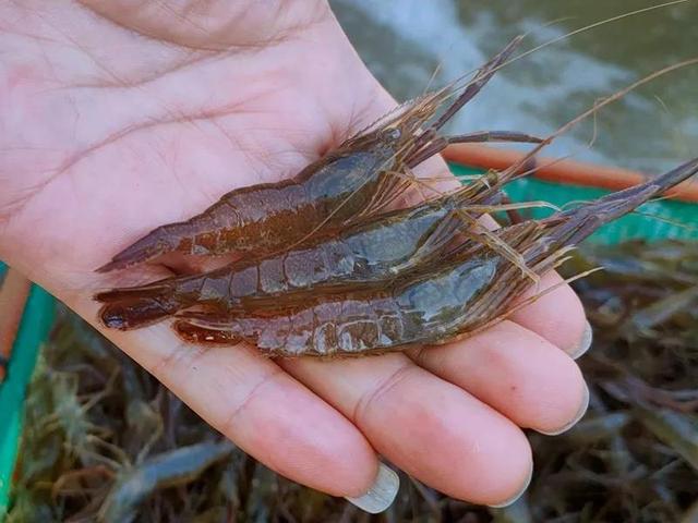 青虾养殖新模式：“环沟直放抱卵虾”，节水省力效益增