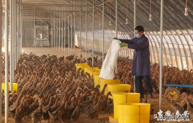 【复工复产进行时】秦安百万蛋鸭二期工程60个养鸭大棚预计5月份全部完工