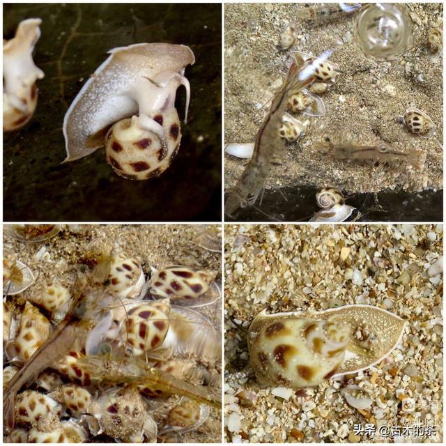 方斑东风螺生物学特性及养殖技术