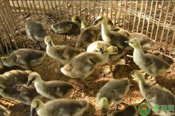 养殖鹅苗需要注意什么？如何提高鹅苗成活率？