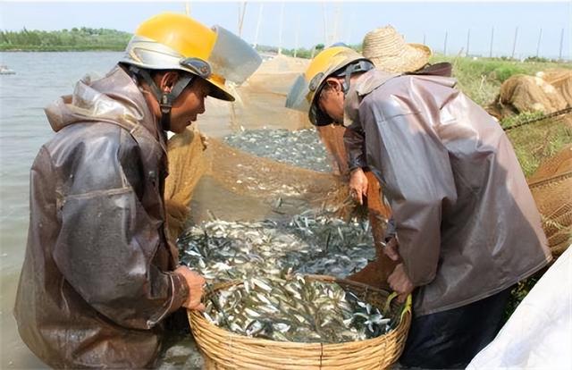 养殖鳊鱼的方法和技术