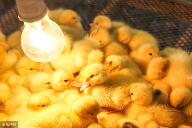 农闲时养1000只小鸡，第一次养殖，感觉太难了，3个月后能挣钱吗