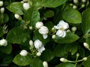 茶叶花的养殖方法(这些花可以泡茶喝，颜值还不低，赶紧在家养几盆)