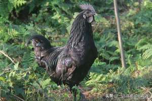 黑乌鸡养殖基地(养这种年产190枚蛋，最适合山地放养的“四黑”乌骨鸡怎么样？)