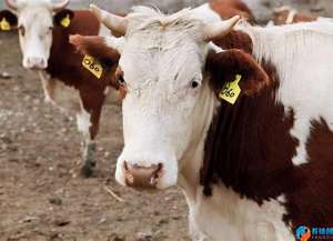 黄牛养殖用什么草料(农村养牛，什么样的饲料能长得快，经济效益高，赚钱多？)