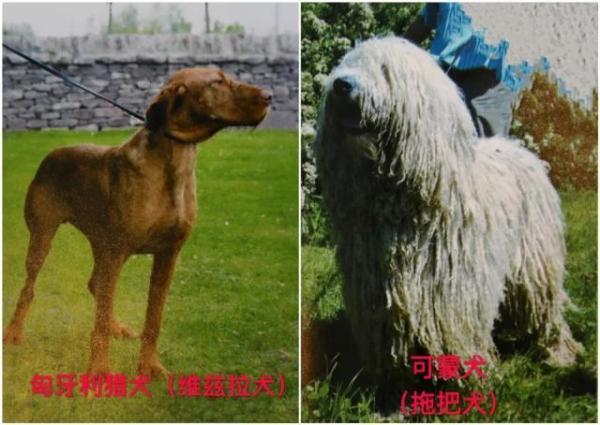 关于天津市建成区内禁养烈性犬种类的通告