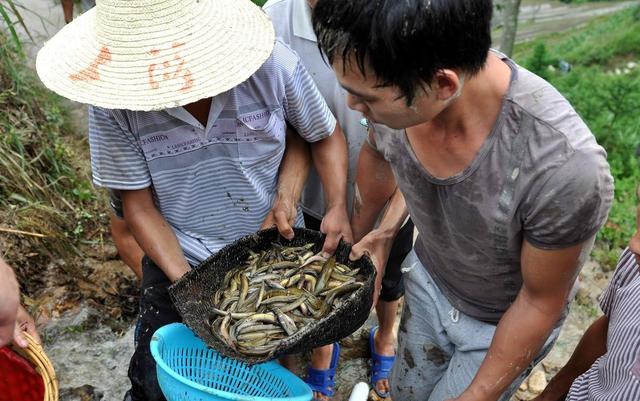 稻田当中的泥鳅有哪些作用，如何解决稻田当中过多的泥鳅？