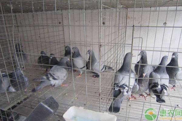 鸽子养殖场如何建舍？鸽子疾病防治怎么处理？