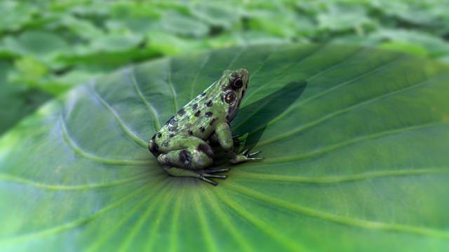 林蛙养殖：育种技术，饲料养殖，中国林蛙与饵料套养