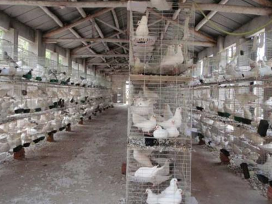 鸽哨声声，养殖鸽子市场前景广阔，养殖方向需明确