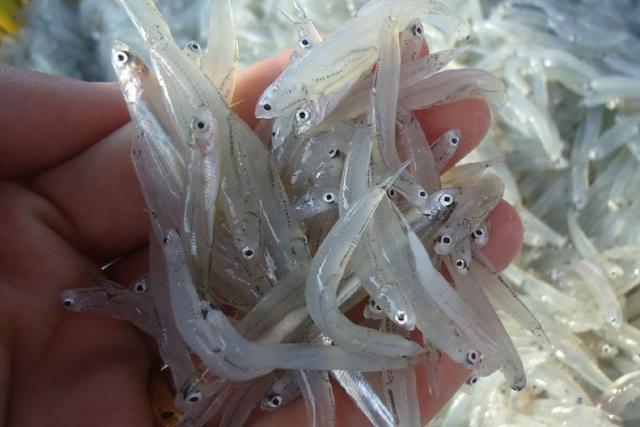 养殖银鱼需要注意什么，注意溶解氧含量，引入鱼虾注意密度