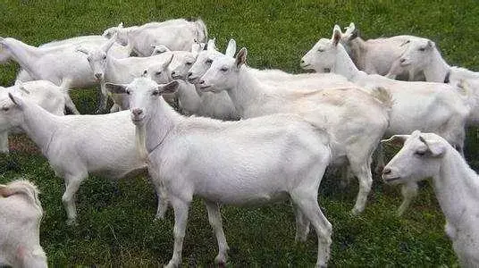 究竟什么品种的羊好养？养什么羊最赚钱？