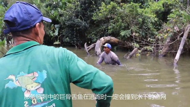 亚马逊渔民只用一根鱼叉，捕获到上百斤的巨骨舌鱼#亚马逊捕鱼