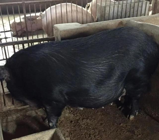 养殖黑猪如何选择适合的品种？要注意哪些？