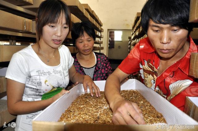 农村养殖黄粉虫能赚大钱，年纯收入达20万元！旧脸盆木箱就可养！