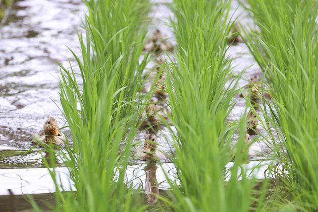 环保又高效 水稻田里养鸭子 灭虫除草还肥田