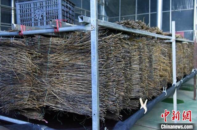 江苏沛县大沙河畔林下产业多重收益 5万亩金蝉、羊肚菌共生互补