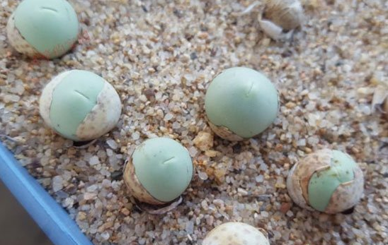 萌点十足的鸽子蛋养殖方法