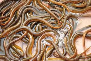 鳝鱼养殖水泥池图片(投放的1千斤鳝鱼苗子一夜之间全部死亡，原因全怪自己)