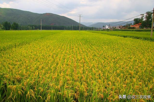 他是如何通过稻鳅套养和绿化生态水稻种植达到年收入1580万元？