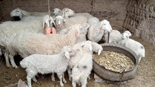 2022年投资50只湖羊种羊，一年能赚多少钱？结果很“扎心”