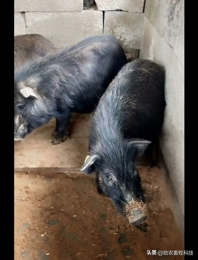 广西这个猪场长期采用发酵中草药无抗养殖藏香猪效果好、效益高