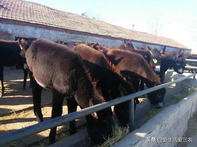 农村冷门项目—肉驴养殖，比你想象中挣钱还多，感兴趣的来看！