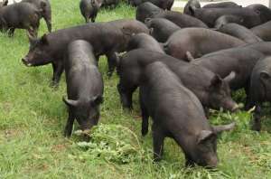 黑猪养殖图片(退伍老兵返乡养黑猪，一年卖出5000万，带领老乡一起走上致富路)