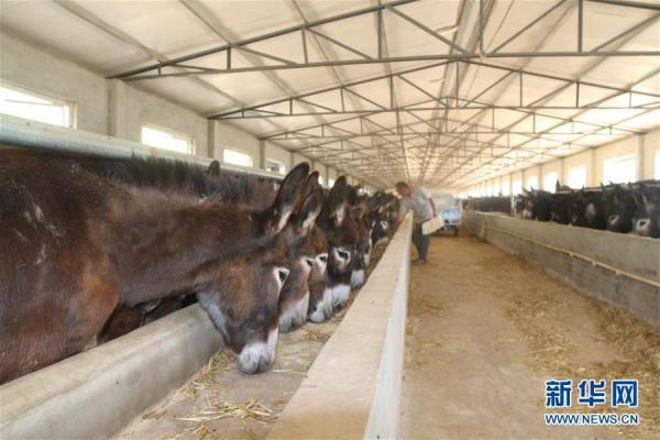 河北广宗：肉驴养殖助农增收