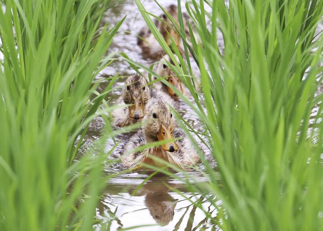 环保又高效 水稻田里养鸭子 灭虫除草还肥田