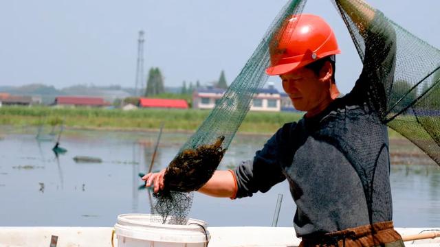 华容县：日产小龙虾90万斤
