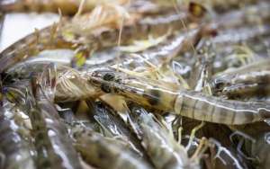 野生河虾 养殖(分不清人工养殖和野生虾，只需四步就搞定)