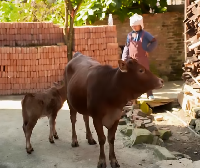 云南大叔养牛13年，靠特色品种年入5000万，带领2万多名村民致富