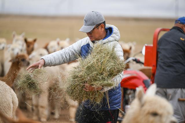 （经济）千只羊驼安家锡林郭勒草原