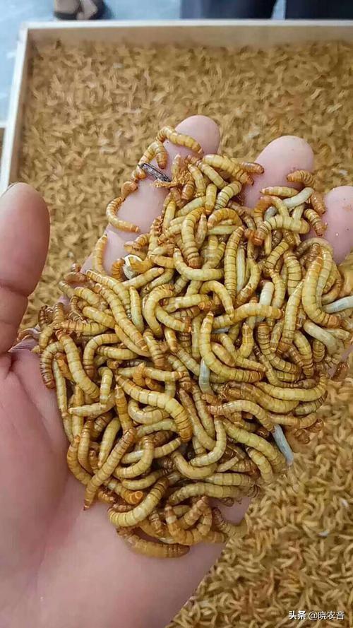 黄粉虫要怎么挑选种虫？和大麦虫的区别在哪？