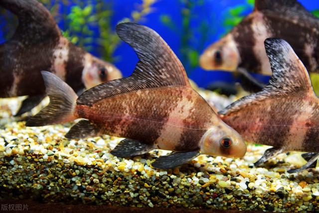 地方特色观赏鱼-胭脂鱼家庭饲养方法