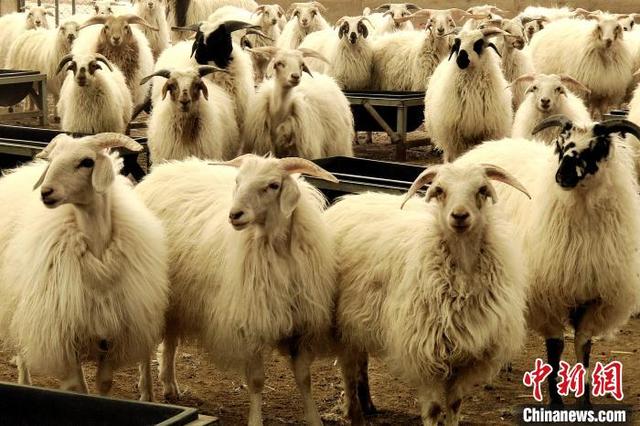 青海湖畔“海滨藏城”：白藏羊高效养殖成牧民致富“喜羊羊”
