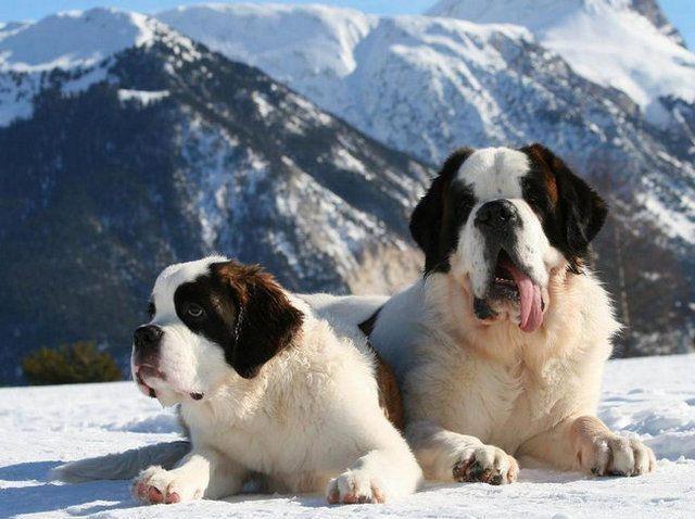 圣伯纳犬，世人皆知的雪山救援犬