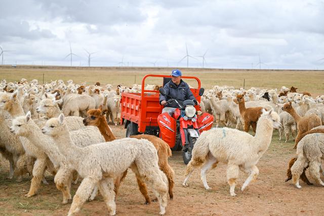 （经济）千只羊驼安家锡林郭勒草原